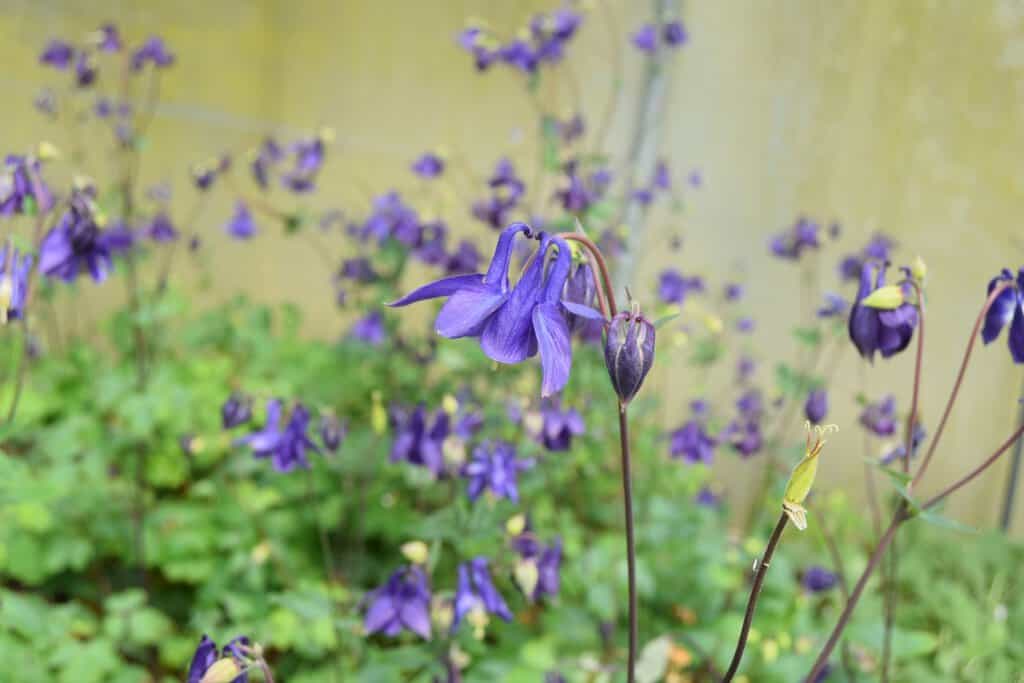 Aquilegia vulgaris ---